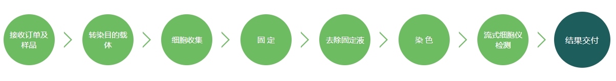 细胞周期检测