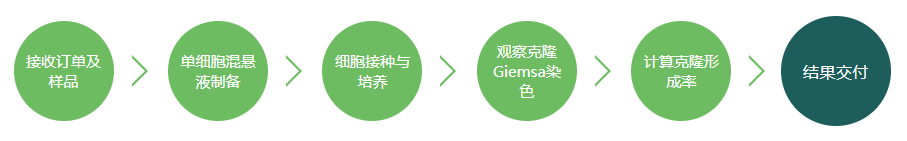 克隆形成实验